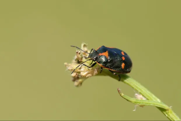 A pretty Brassica shieldbug perching on a plant in the UK