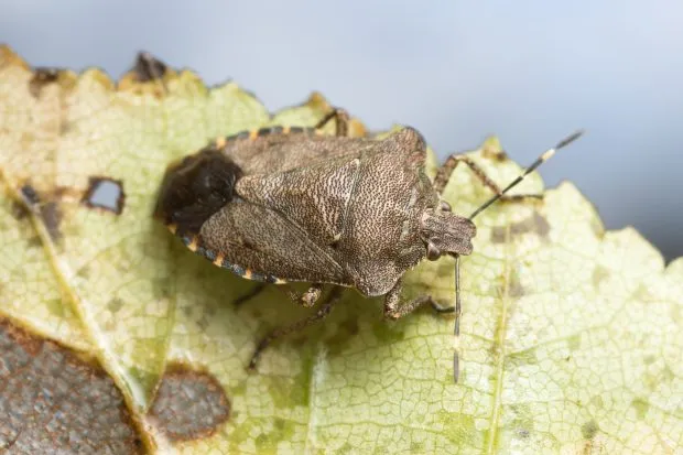 Bronze shieldbug sitting on a leaf