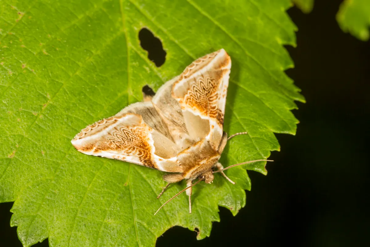 Buff arches moth on a leaf