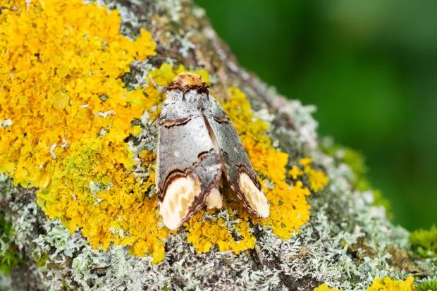 Buff-tip moth on a log
