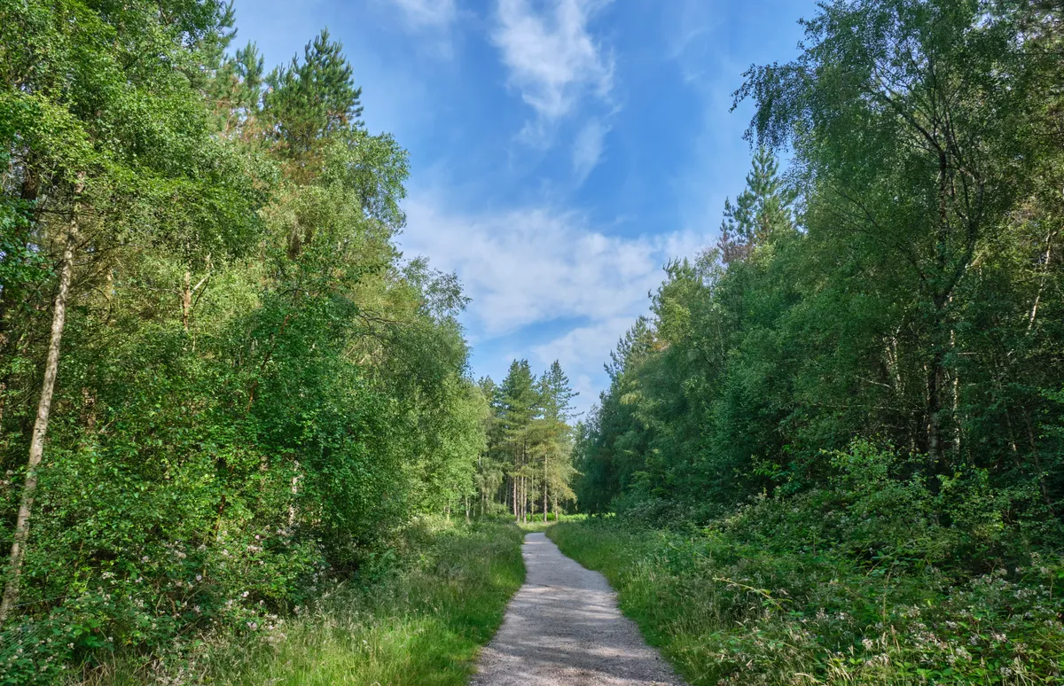 Path through Cannock Chase in Staffordshire