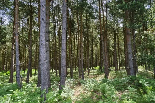Scots pine trees at Cannock Chase in Staffordshire