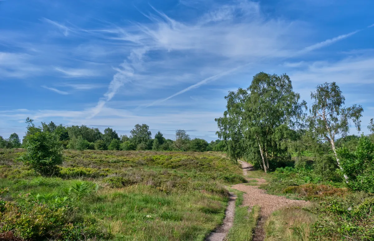 Heathland on Cannock Chase in Staffordshire on a sunny day