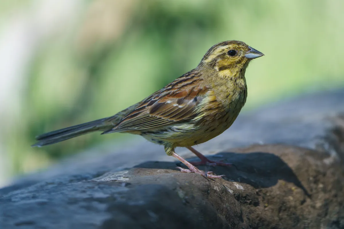 Close up view of a cirl bunting with out of focus background