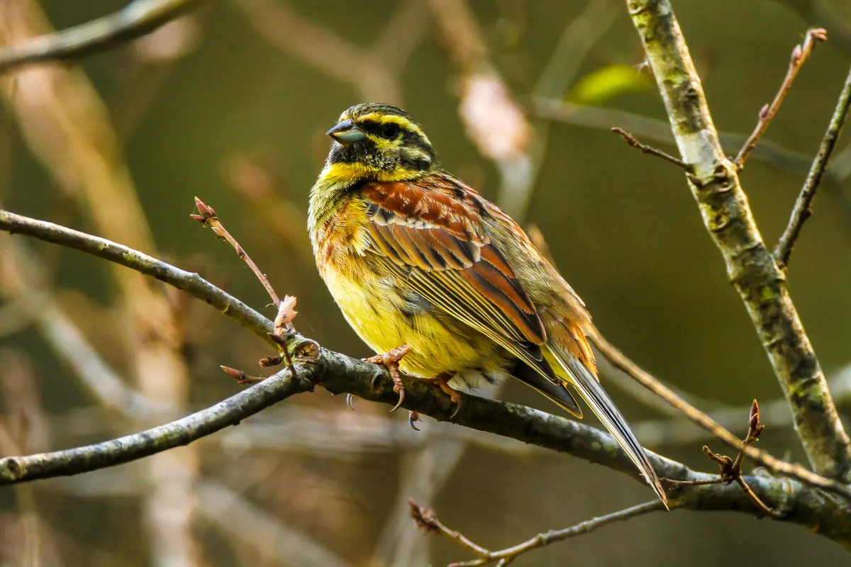 Cirl bunting in the woods