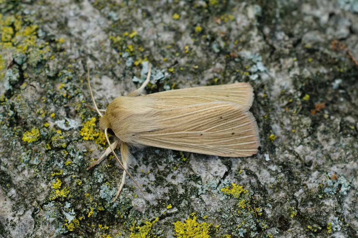 Lateral closeup of the pale brown common wainscot moth resting on a rock