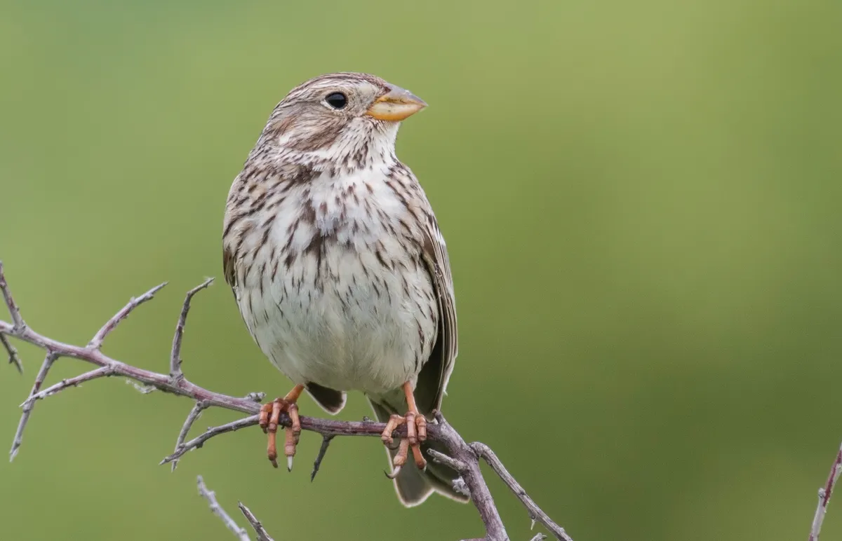 Corn bunting sitting on a branch