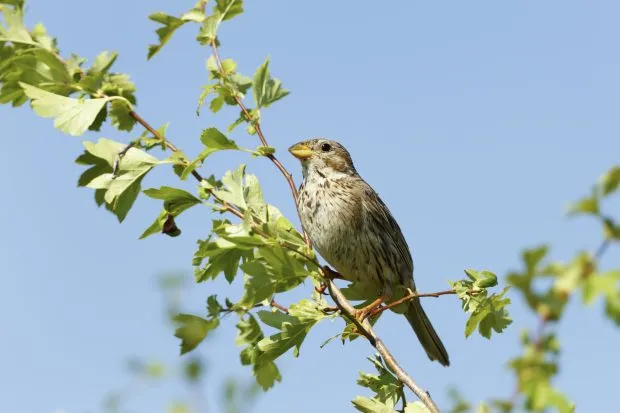 Corn bunting sitting on a branch