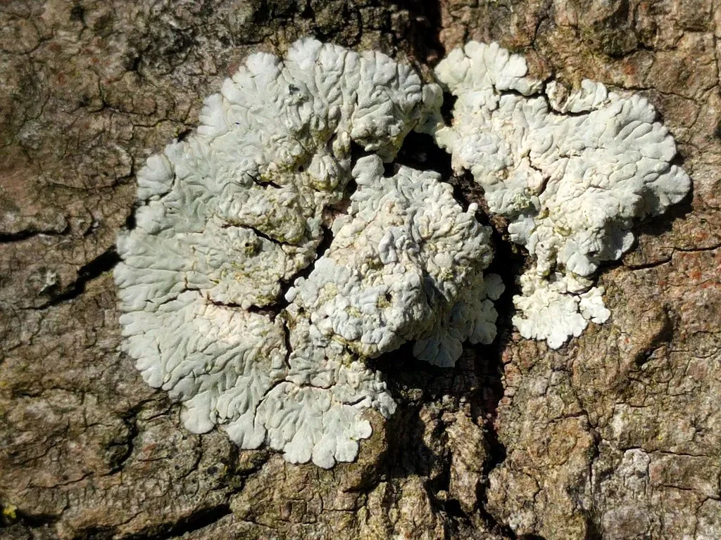 White lichen on tree bark