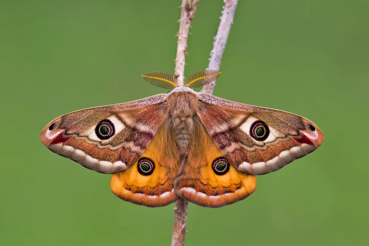 Emperor moth on a twig