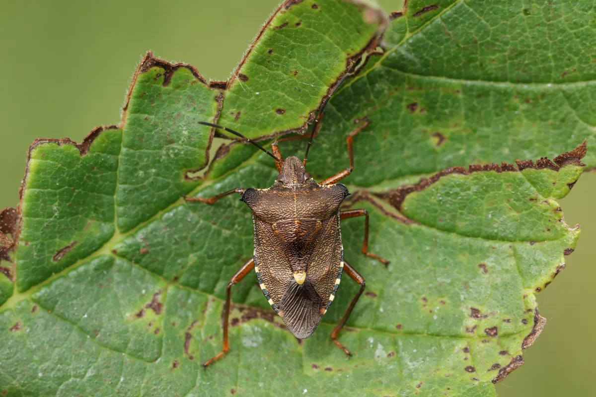 Forest bug sitting on a leaf