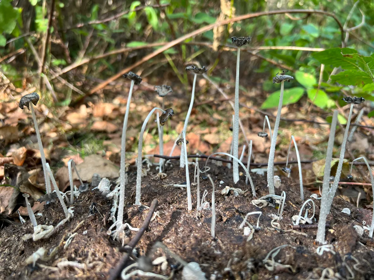 Spindly mushrooms growing out of bison dung in Blean woodland in Kent