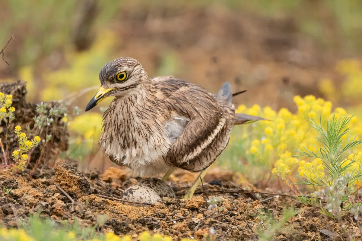Stone curlew on eggs in field with yellow flowers in background