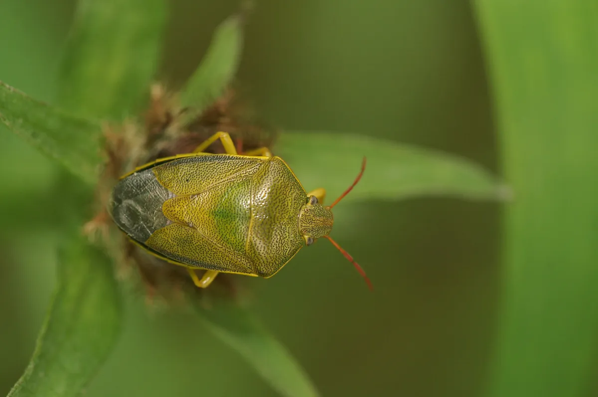 Closeup on a colorful adult gorse shield bug,Piezodorus lituratus sitting on vegetation