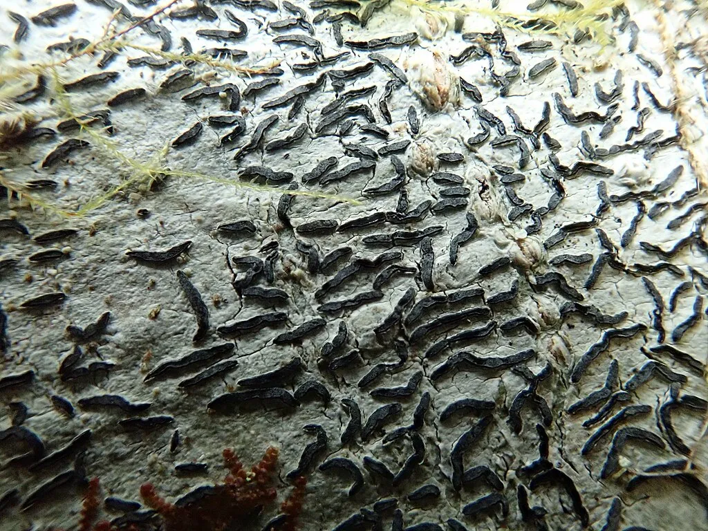 Handwriting lichen