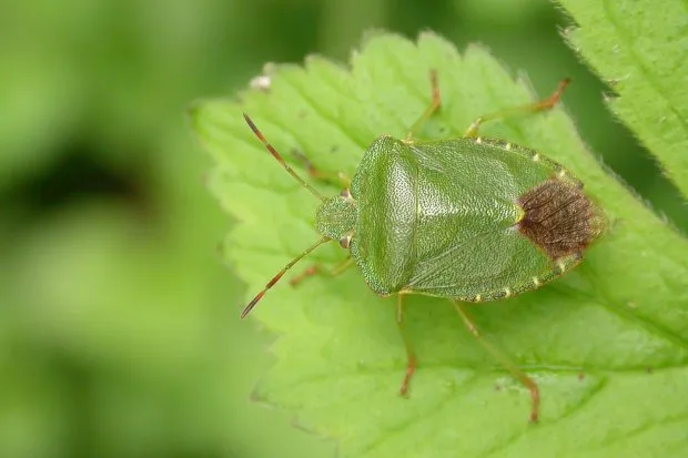 The green shieldbug (Palomena prasina) is a European shield bug species in the family Pentatomidae/Credit: Getty
