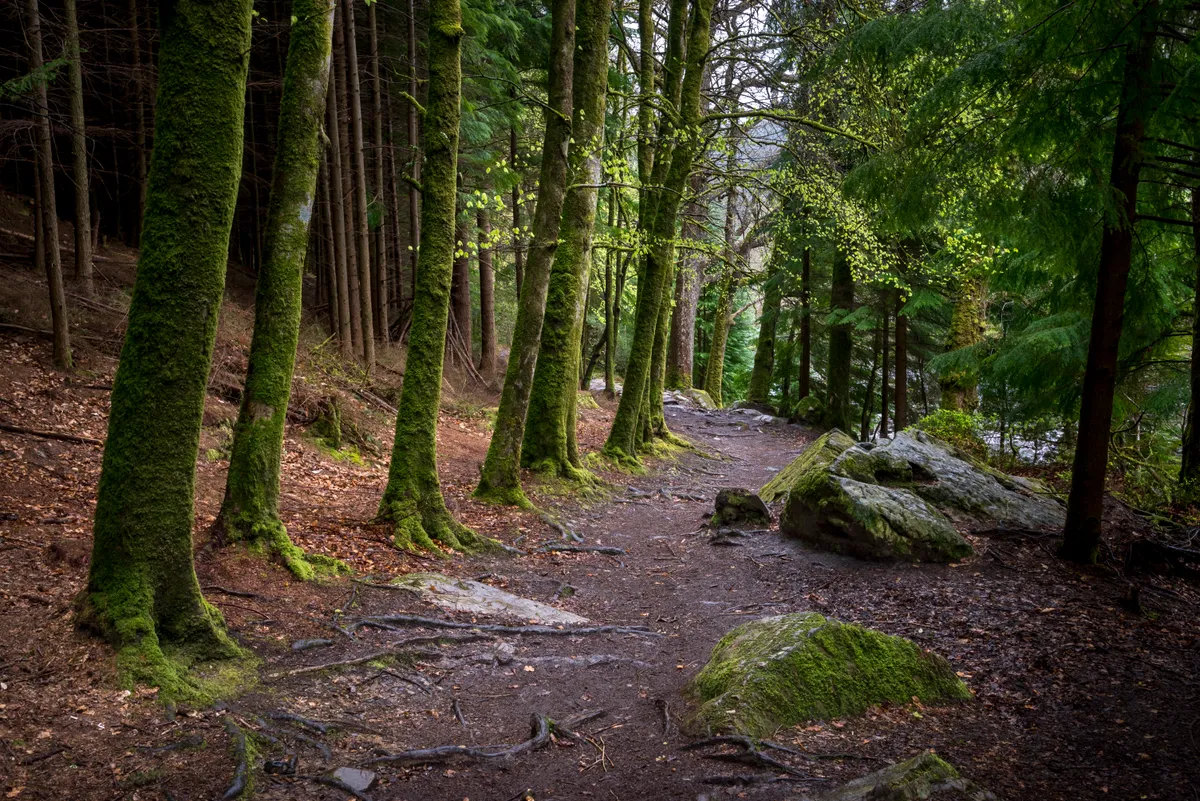 Trees and leaves in Gwydir Forest Park