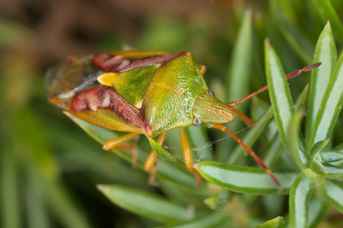 Hawthorn shieldbug sitting on green leaves