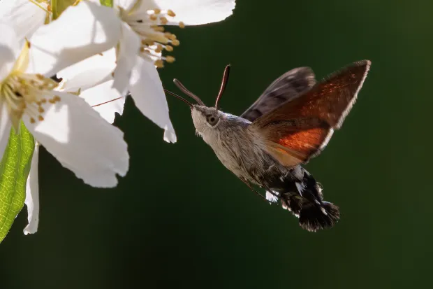 Hummingbird hawk moth (Macroglossum stellatarum)