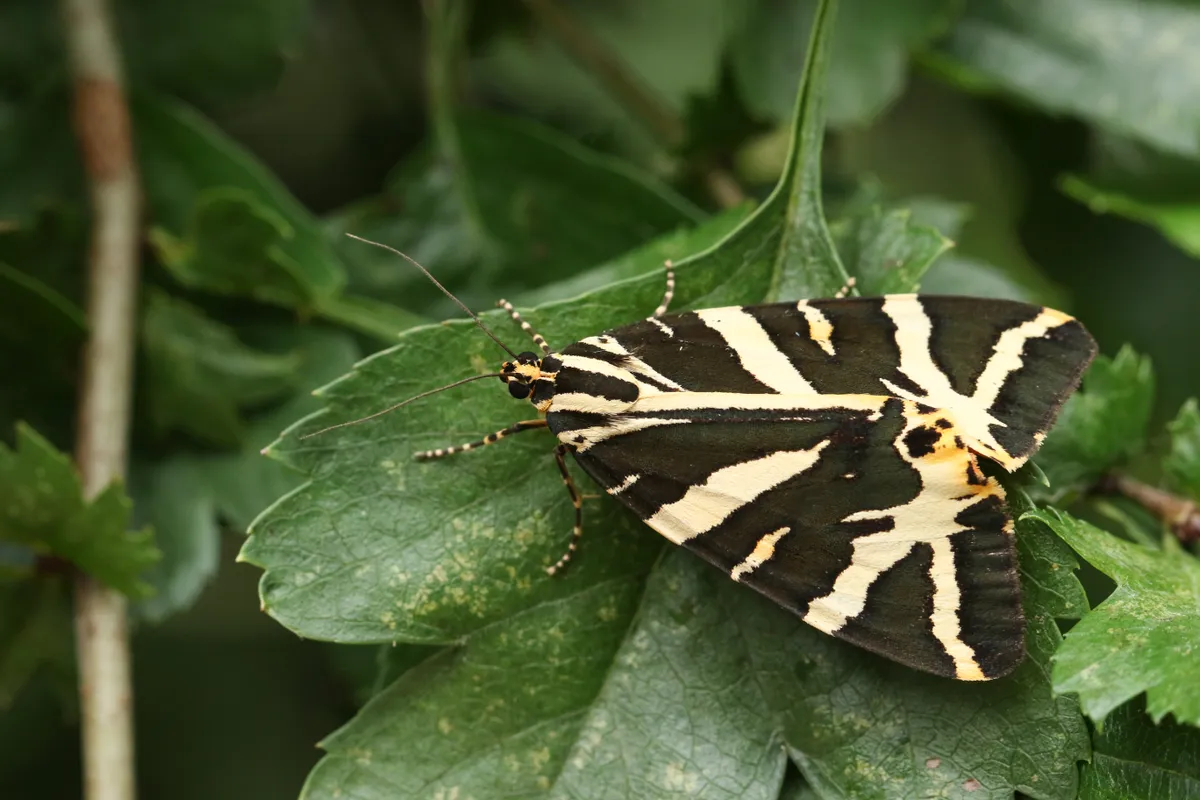 Jersey tiger moth resting on a leaf