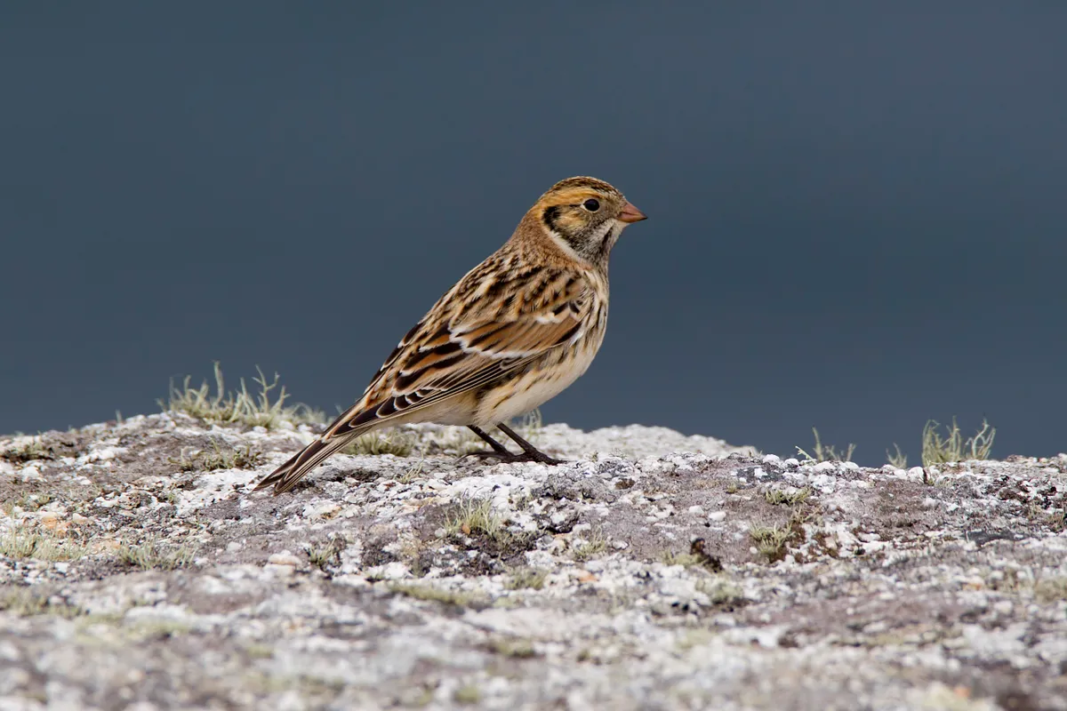 Lapland bunting sitting on a rock