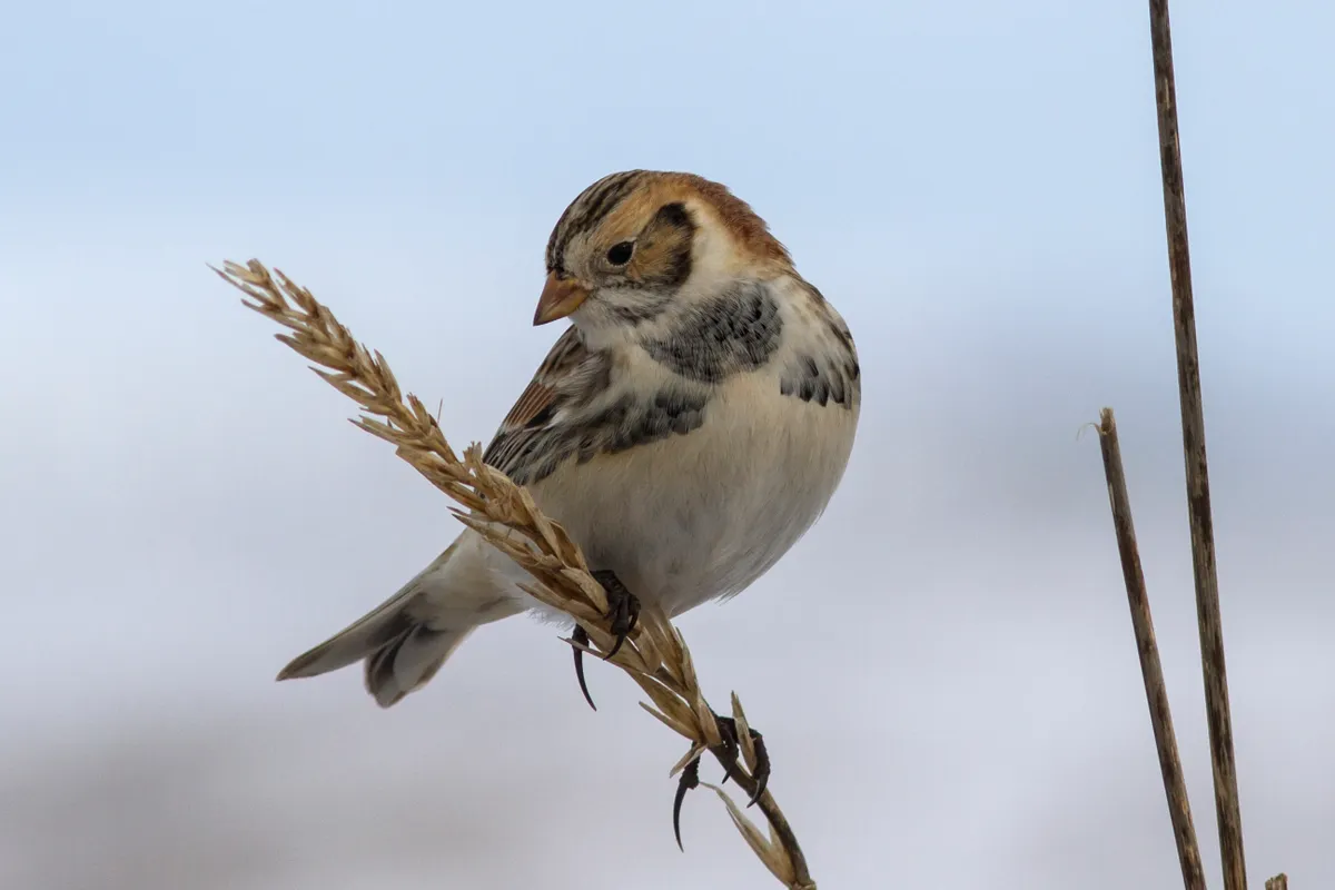 Lapland bunting sitting on a branch