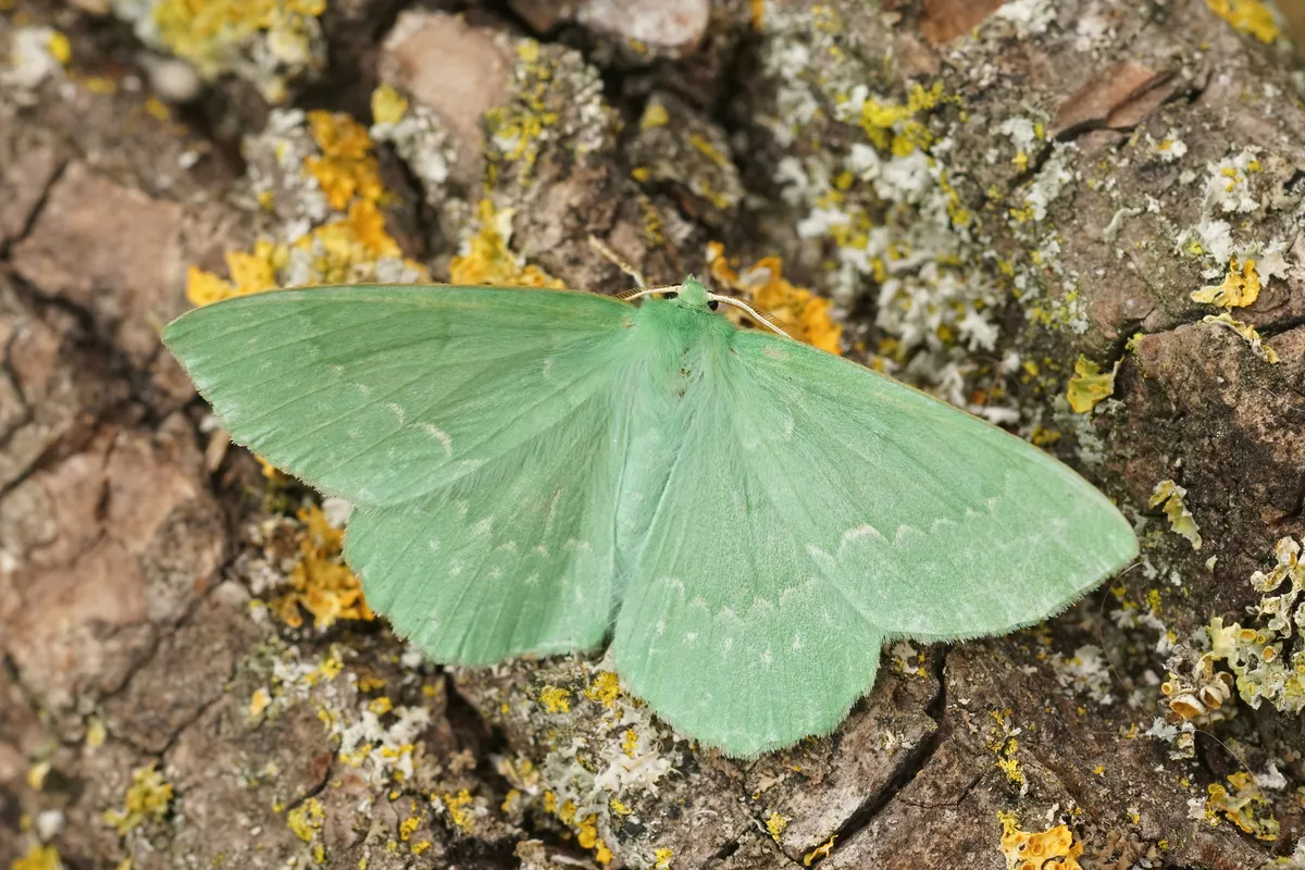 Large emerald moth on a log