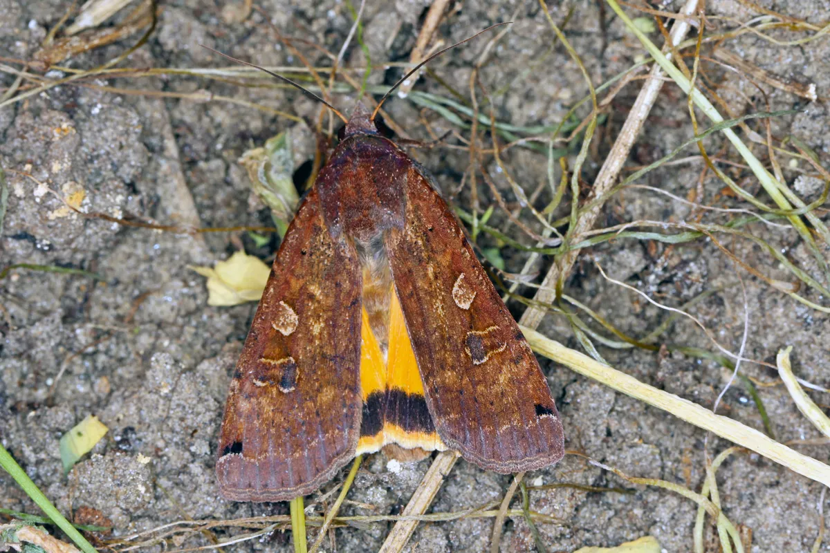Female of the large yellow underwing sitting on the ground