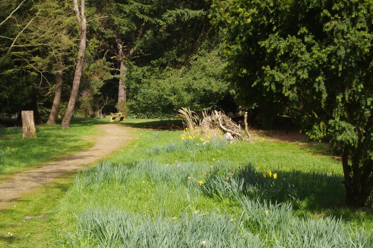 Lynford Arboretum in spring with trees and grass