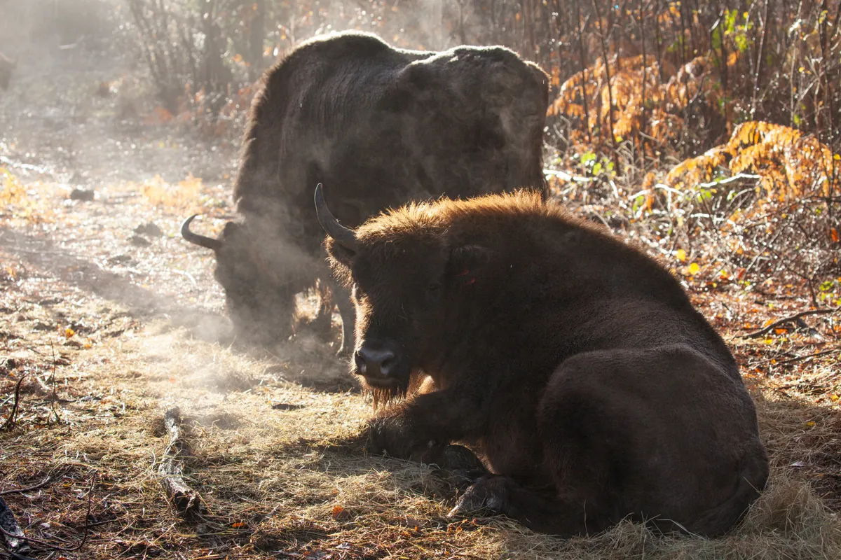 Three bison in Blean woodlands in Kent
