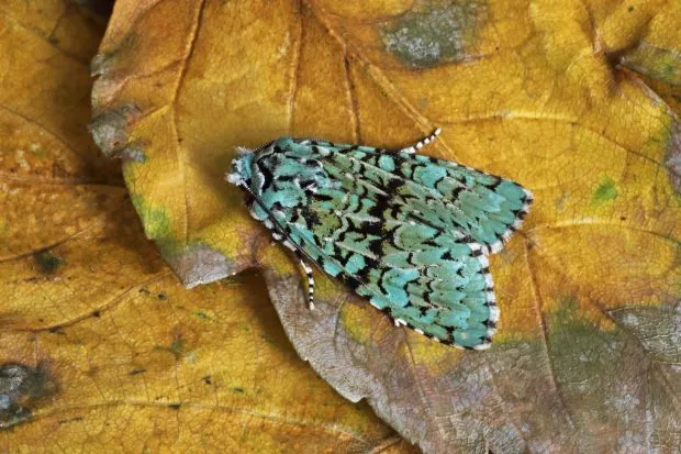 Merveille du jour moth on a leaf