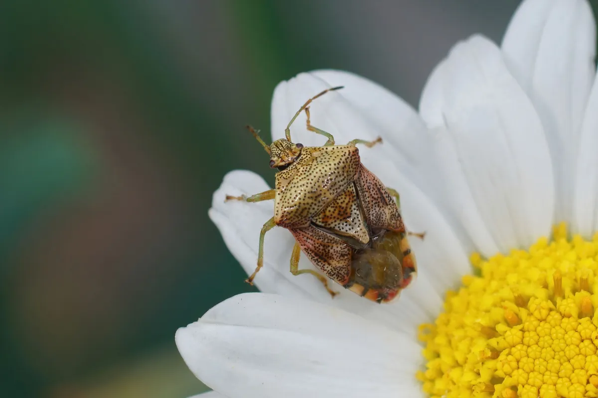 Parent shieldbug resting on a flower