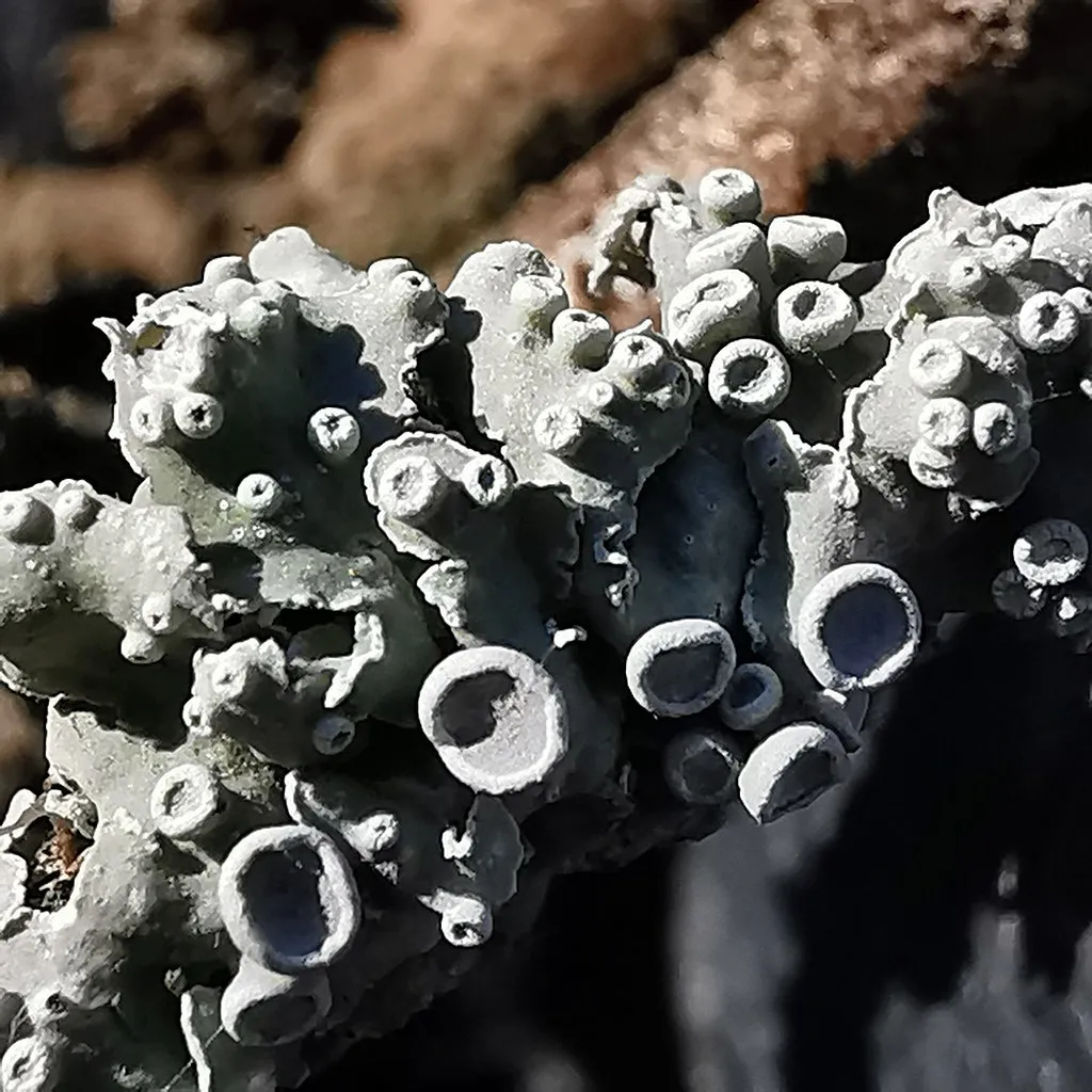 Black spot lichen growing on wood.