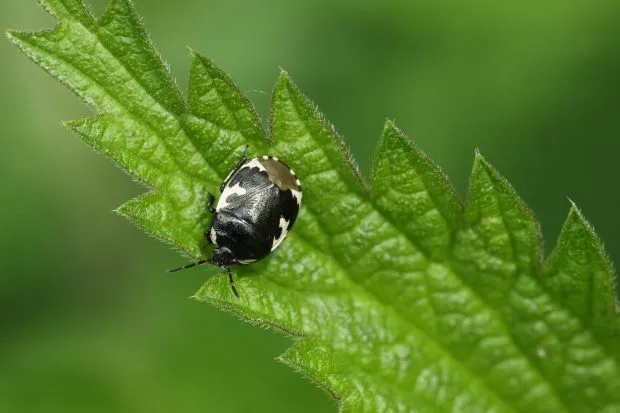 Pied shieldbug sitting on a leaf