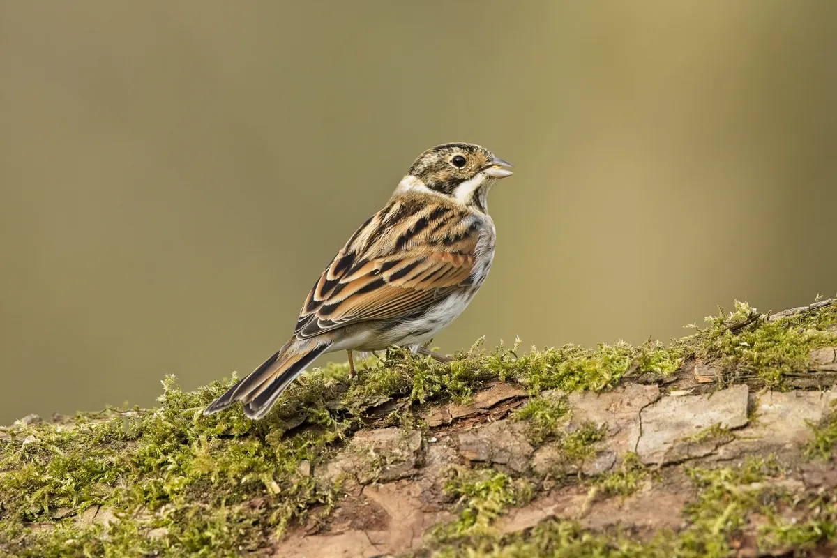 Reed bunting on moss perch
