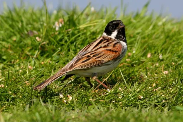 Male reed bunting on grass