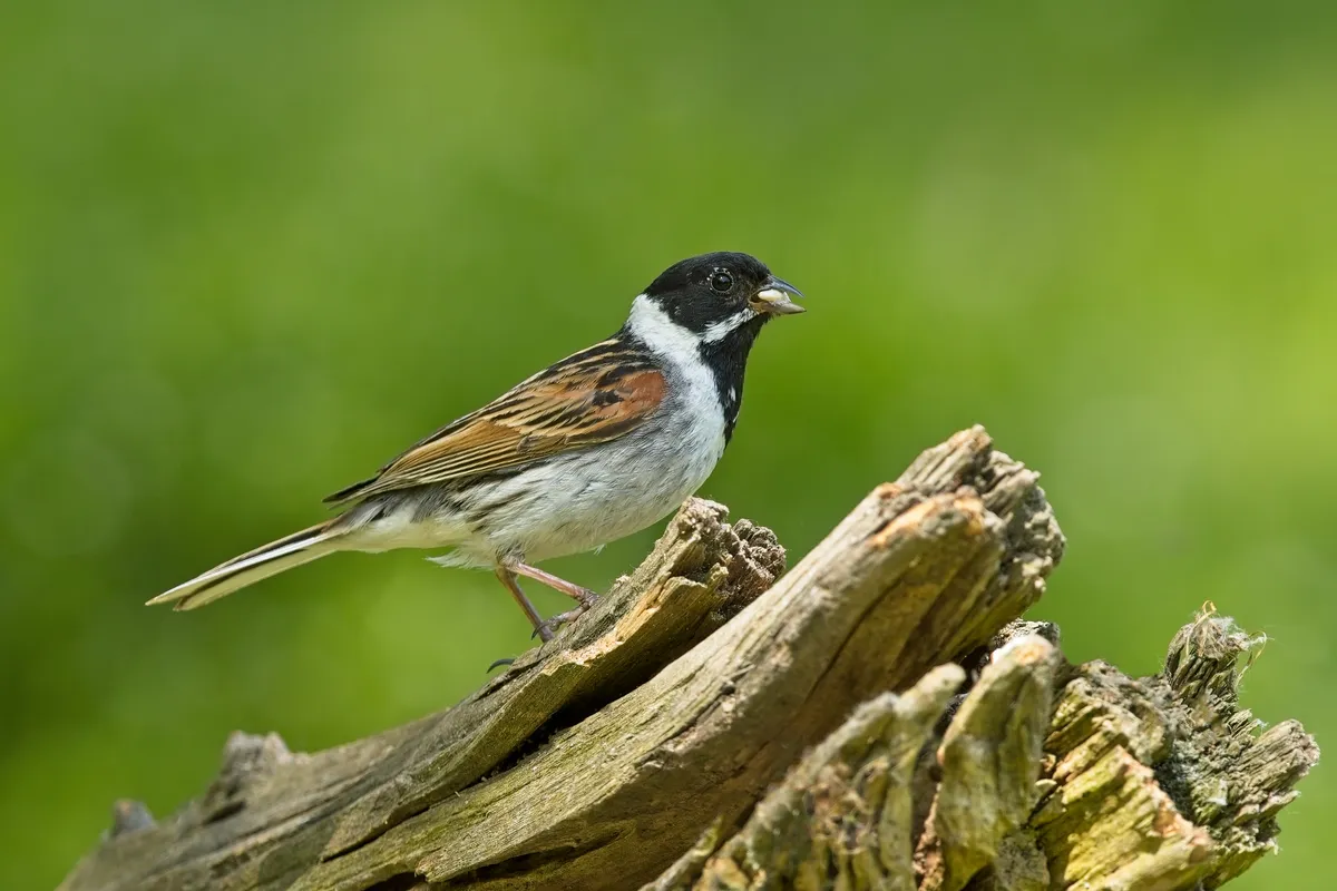 Male reed bunting on perch