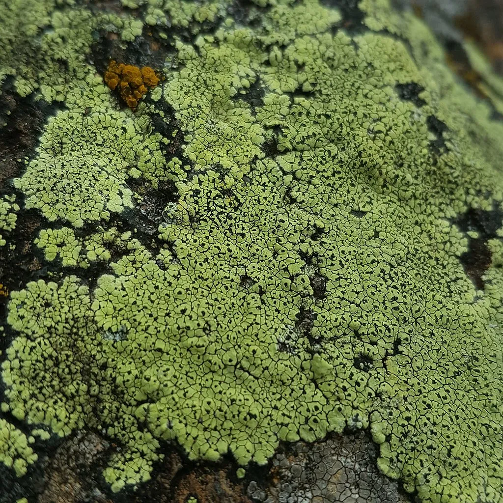 Yellow map lichen