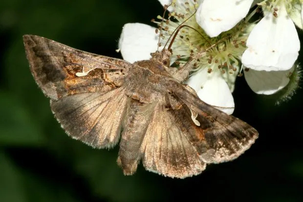 Silver Y moth on a flower