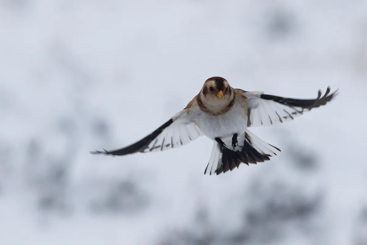Snow bunting flying over snow