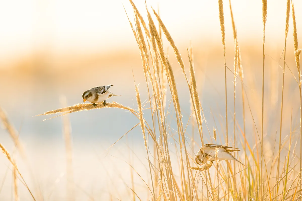 Snow buntings feeding on golden dune grasses in the bright winter sunlight on a beach