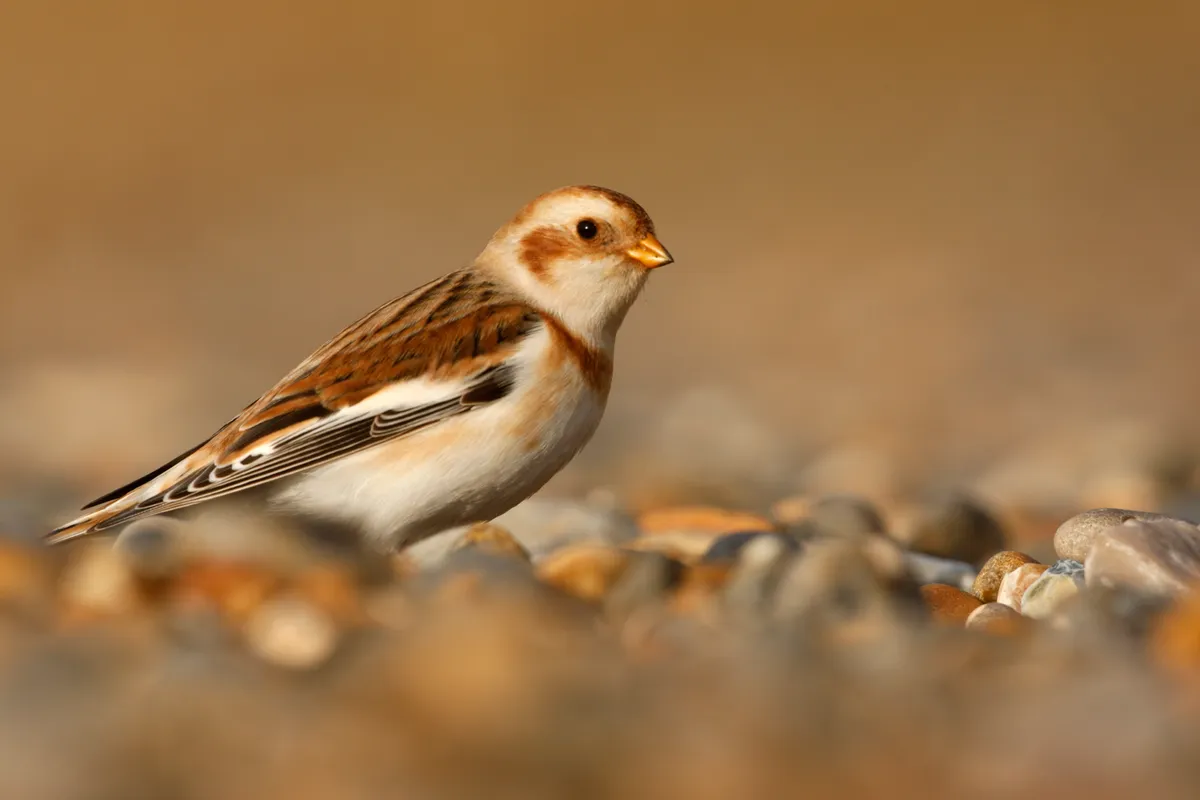 Snow bunting standing on a beach