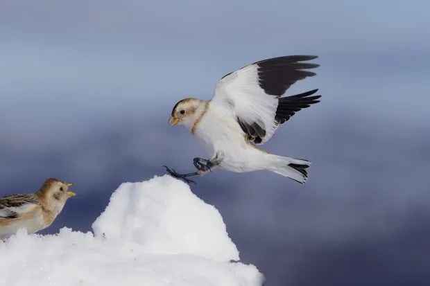 Snow bunting bird in flight with snow