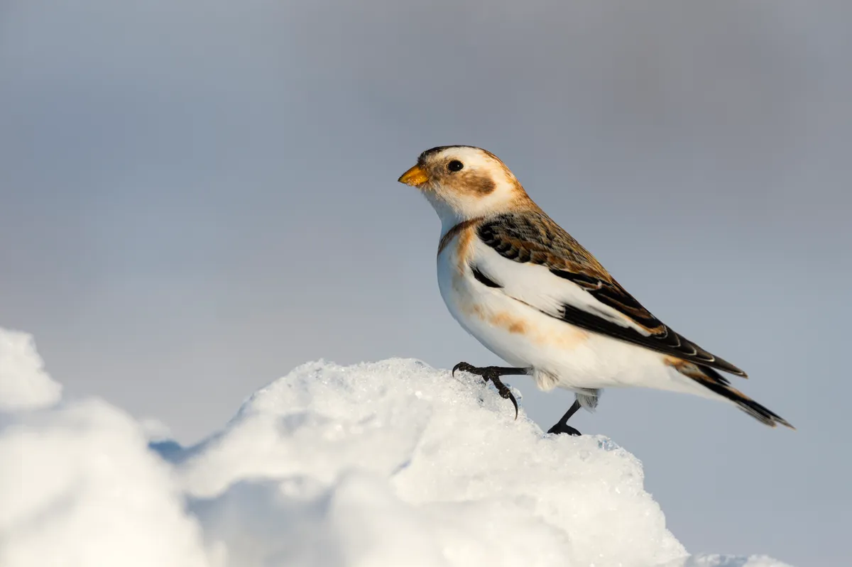 Snow bunting standing on snow