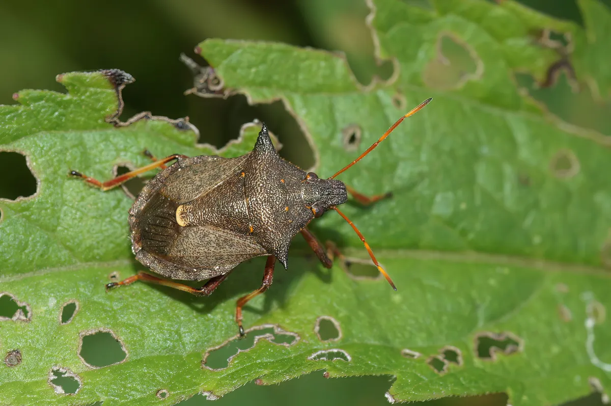 Closeup on the brown spiny or spiked shieldbug Picromerus bidens sitting on a green leaf