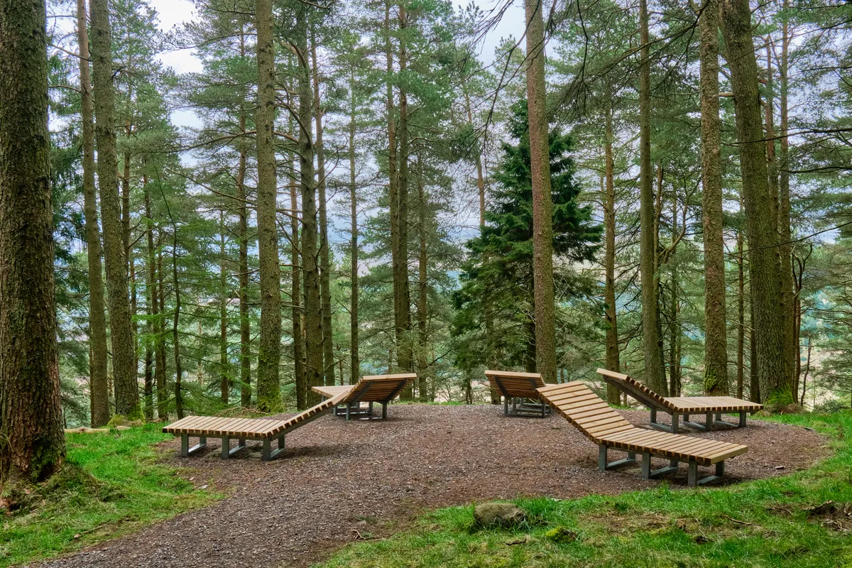 Whinlatter Forest with trees and sculptures