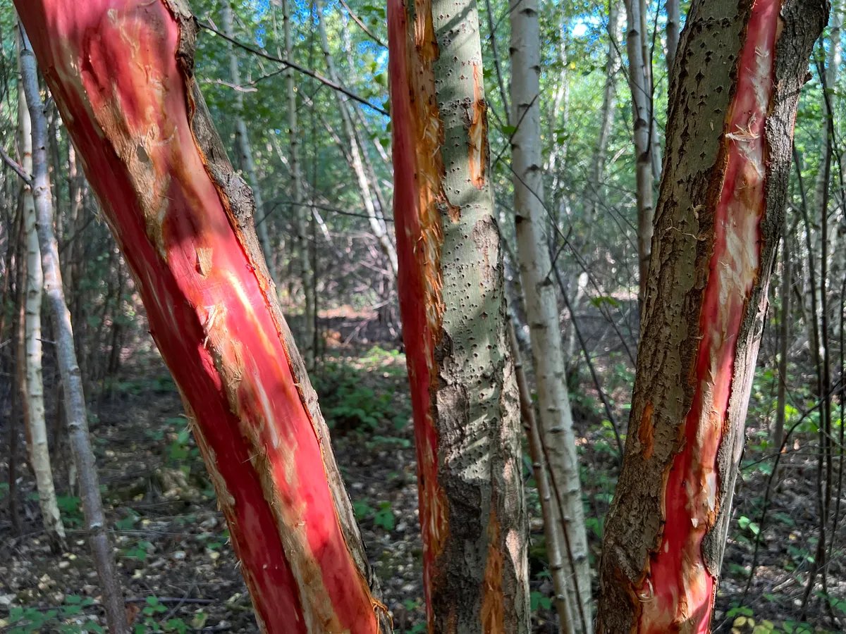 Debarked willow with red core in Kent woodland