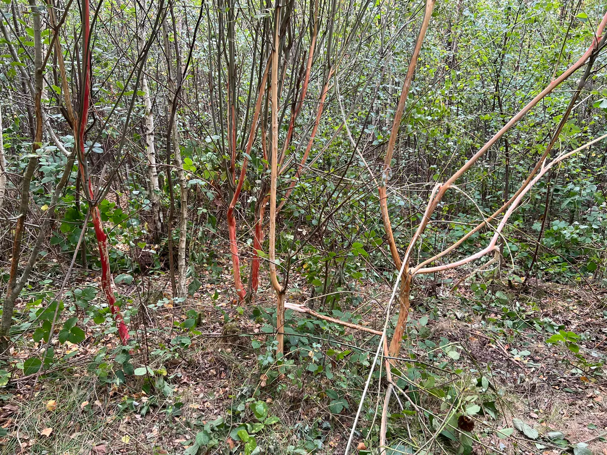 A willow tree with bark bitten off by bison in Kent woodland