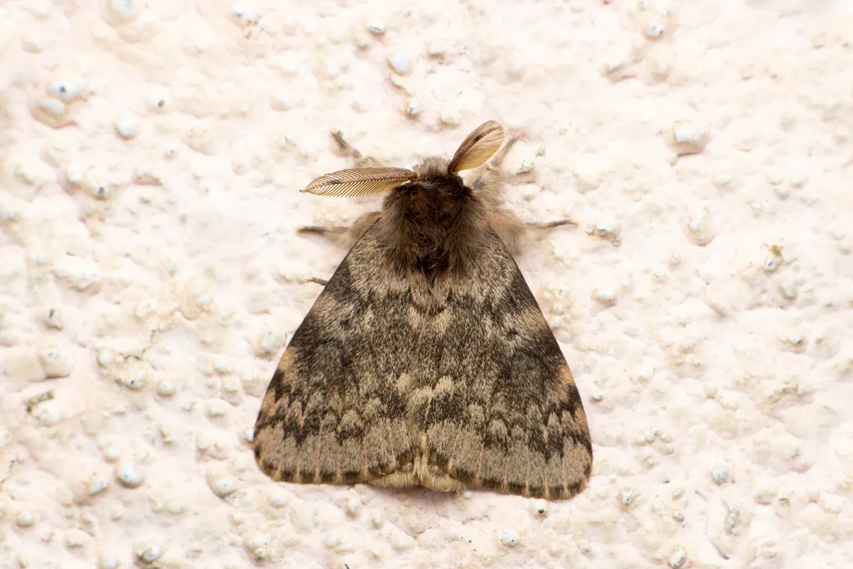 Winter moth on a wall