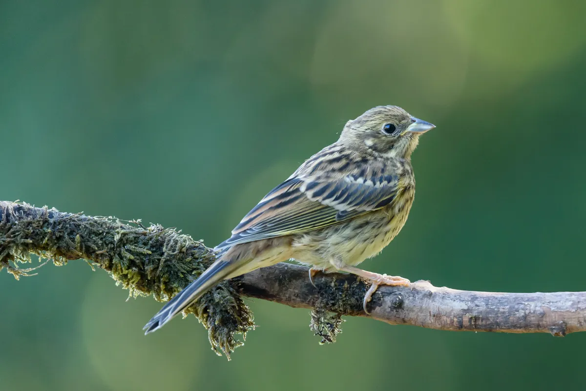 Juvenile yellowhammer on branch